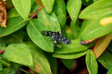 Hypericum perforatum, commonly known as St John's wort. The nine-spotted moth or yellow belted...