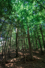 Taughannock Falls: South Rim Trail