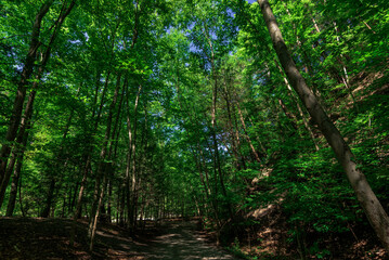 Taughannock Falls: Gorge Trail