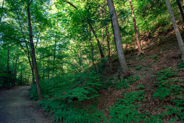 Taughannock Falls: Gorge Trail