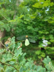 Blood-red thin-bellied dragonfly sits on a leaf in the forest in summer