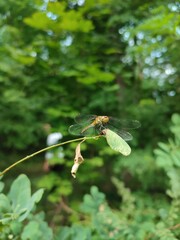 Blood-red thin-bellied dragonfly sits on a leaf in the forest in summer