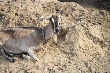 wild goat on the beach