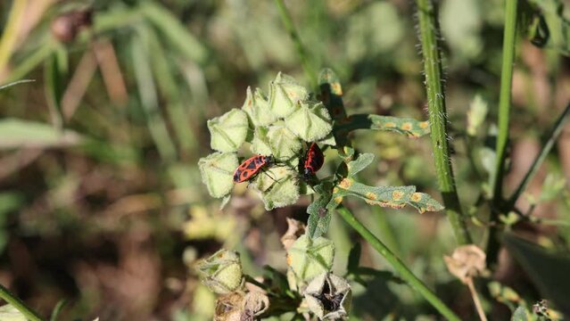Closeup video of a European firebug on a green leaf