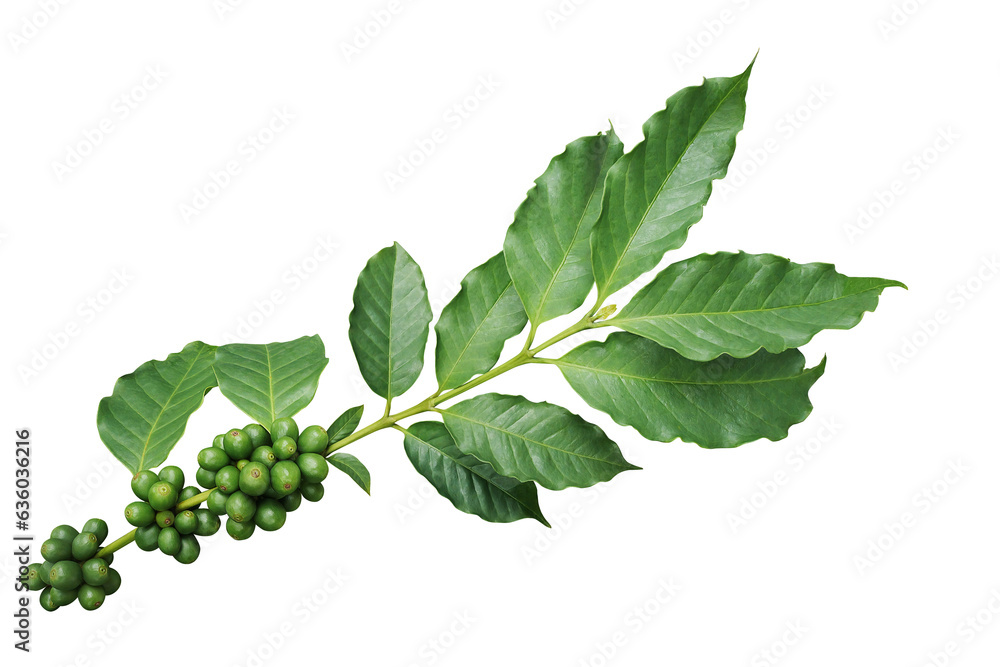 Poster Coffee tree branch with green leaves and unripe coffee fruits or coffee cherries