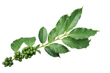 Coffee tree branch with green leaves and unripe coffee fruits or coffee cherries - 636036216