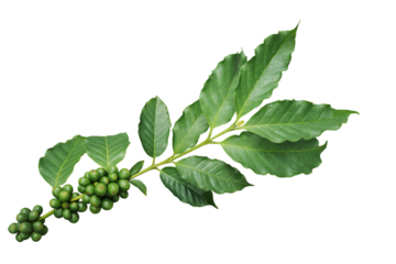 Coffee tree branch with green leaves and unripe coffee fruits or coffee cherries