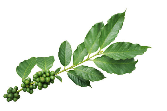 Coffee tree branch with green leaves and unripe coffee fruits or coffee cherries