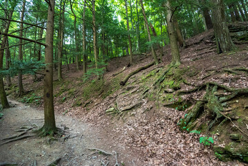 Robert H. Treman State Park: Gorge Trail