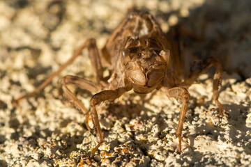 A Dead Locust Sitting in the Sand is Drying in the Hot Summer Sun