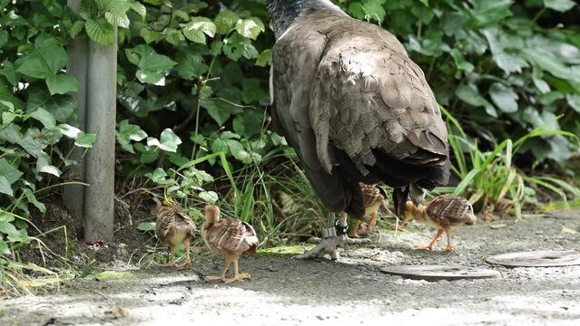 Closeup of a female peacock with chicks on the road next to the trees