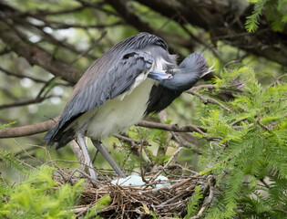 Naklejka premium Tri Colored Heron at her nest