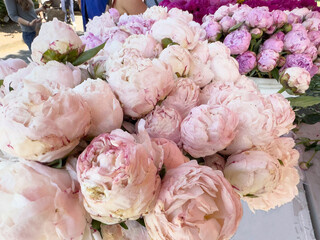 A view of a bucket full of peony flowers, on display at a local farmers market.