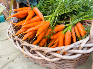A view of a basket full of orange carrots, on display at a local farmers market.