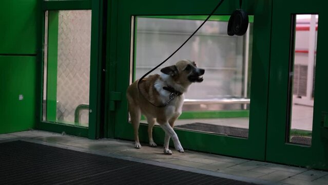 Anxious dog tied on a leash at the entrance to the store is waiting for the owner
