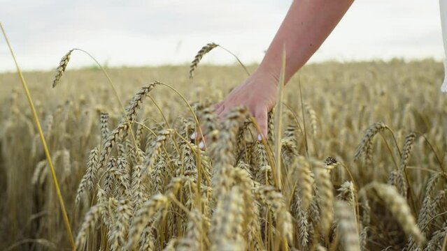 A woman's hand runs along the ears of wheat in the field. Wheat threshing in compliance with environmental standards. High quality 4k footage
