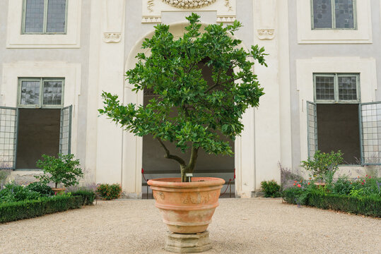 Ornamental tree