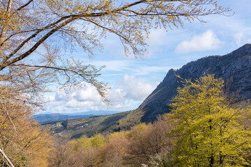Mystical Basque Woodlands: Capturing the Tranquil Serenity of Verdant Forests in the Mountainous...