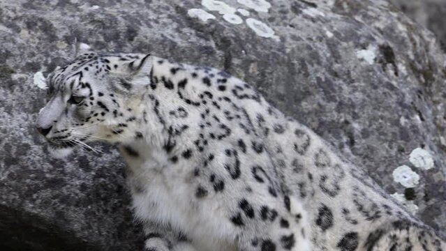 Slow motion video of an adorable snow leopard climbing a rocky mountain