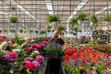 White man holding box with lavender plants inside greenhouse