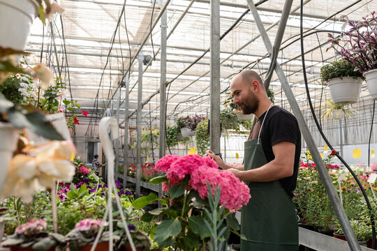Orangery with flowers, worker counting plants