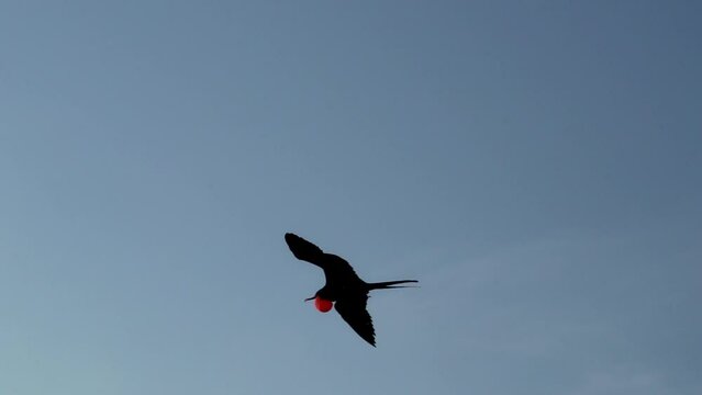 slow motion of Magnificent frigatebird, Fregata magnificens, a big black seabird with characteristic red gular sac, Frigate bird soaring in the clear blue sky over the coastline of the pacific ocean o