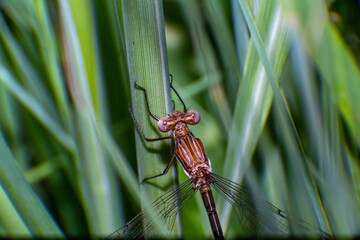 Macro close-up of a dragonfly standing on a grass blade