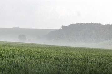 Green wheat field landscape in pouring rain weather. Young spring barley ears growing with cloudy sky and trees blurred background. Agriculture in Ukraine - Powered by Adobe