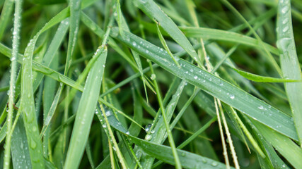 Green spring grass leaves in shiny rain water drops close-up. Nature fresh  patterns