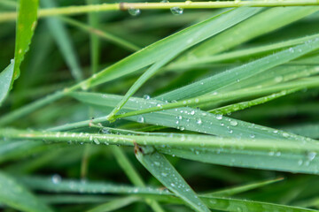 Green spring grass leaves in shiny rain water drops close-up with blurred background. Nature fresh  patterns