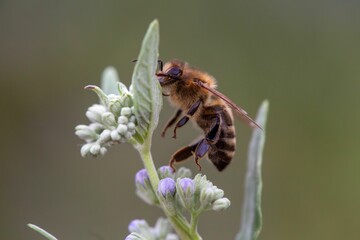 Macro close-up of a bee hovering close to a white flower