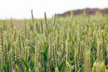 Green spring wheat field crops close-up. Ears or spikelets with warm sky background. Agriculture in Ukraine