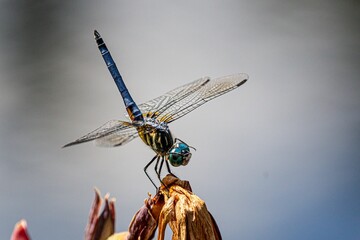 Macro close-up of a dragonfly standing on a dry flower