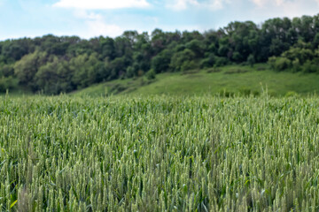 Green wheat field landscape. Young spring greenery growing with cloudy sky and trees blurred background. Agriculture in Ukraine