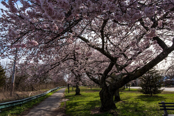 Fototapeta premium April in Brooklyn