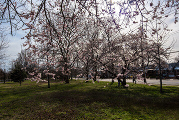 April in Brooklyn