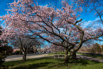 Obraz premium April in Brooklyn