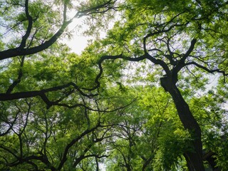 trees, like these are so green there are no leaves on them