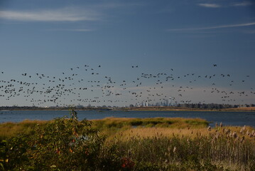 Autumn on Jamaica Bay