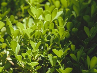the top and side of a plant showing the green leaves