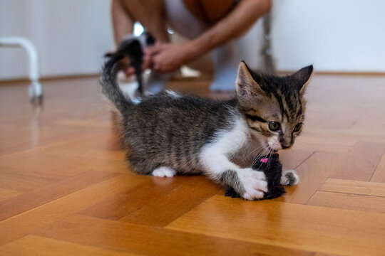 Cute little kitten playing with mouse toy at home