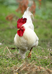 A white rooster walks through the grass looking for food