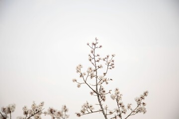 Closeup of white flowers blooming on a tree branch