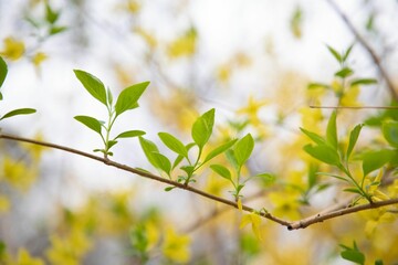 Lush green tree in a grassy park