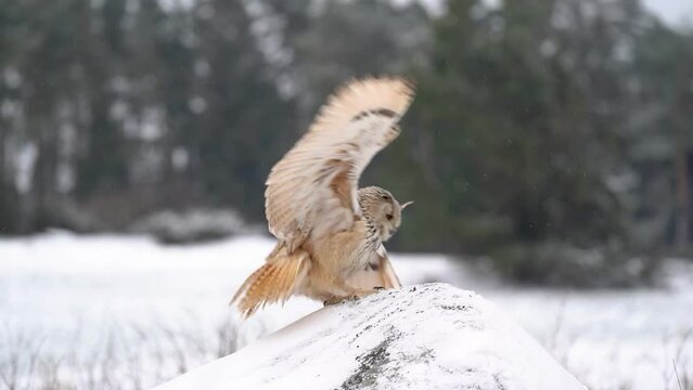 Siberian Eagle Owl landing down to rock with snow in slow motion. Landing touch down with widely spread wings in the cold winter. Wildlife animal scene. Bubo bubo sibircus