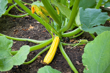 Yellow courgette zucchini plant growing in garden bed, UK