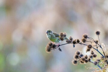 Greenfinch on Burdock