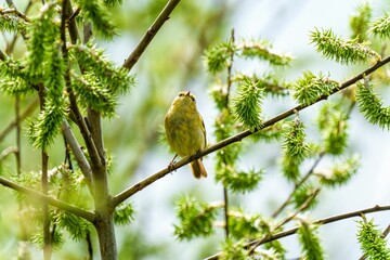 Cute yellow Robin sitting on a tree branch in a natural outdoor environment