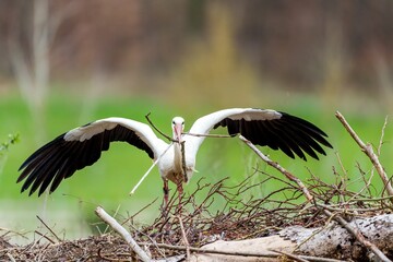 Closeup of a White stork perched atop a twig-constructed nest with a blurry background