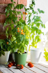 Growing tomatoes in the home at summer in balcony. Small bush of balcony cherry orange and red tomato in flower pots on wooden windowsill. Sustainable lifestyle, fresh home-grown organic vegetables